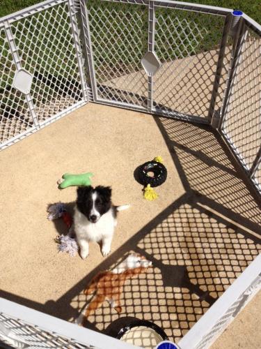 9 weeks