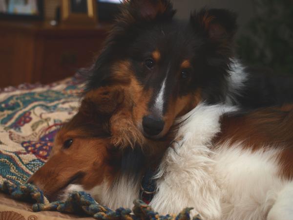 A hard day of playing in the snow....the boy's take a breather!