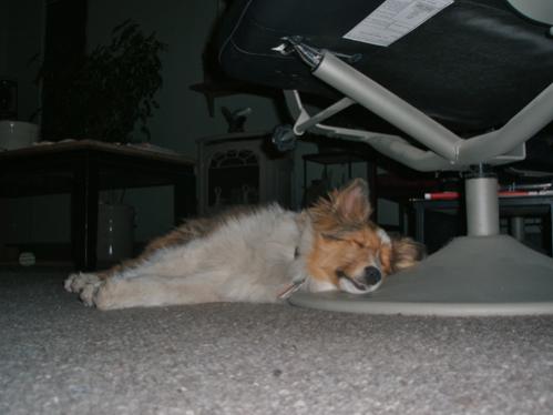 A nap after his first visit to "puppy playgroup," hosted by our town's dog store. It was great for him to learn how to socialize with other dogs since