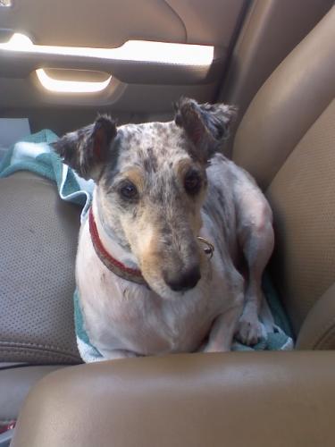 "A Shaved Sheltie"   This is my sweet Ashley long before I got here-her previous owner couldn't brush her out & had her shaved instead!