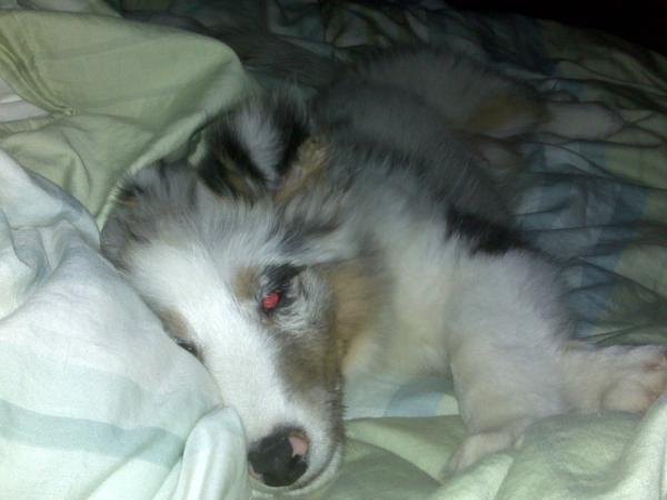A tired Darcy (2)