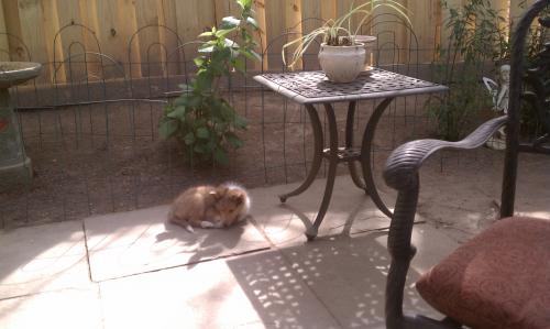 A well deserved nap on the patio