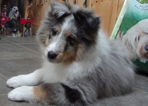 alittle attitude. 11 wks