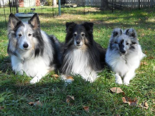 All 3 dogs