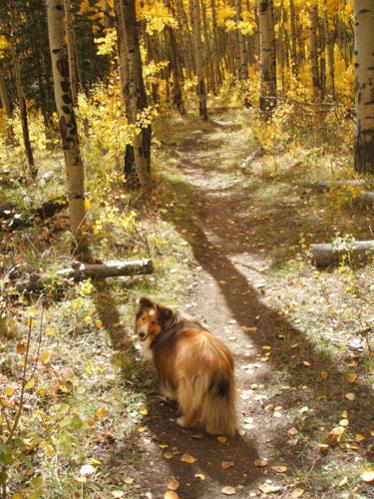 Along the Colorado Trail. At some points the leaves were so golden on the ground he was camouflaged!