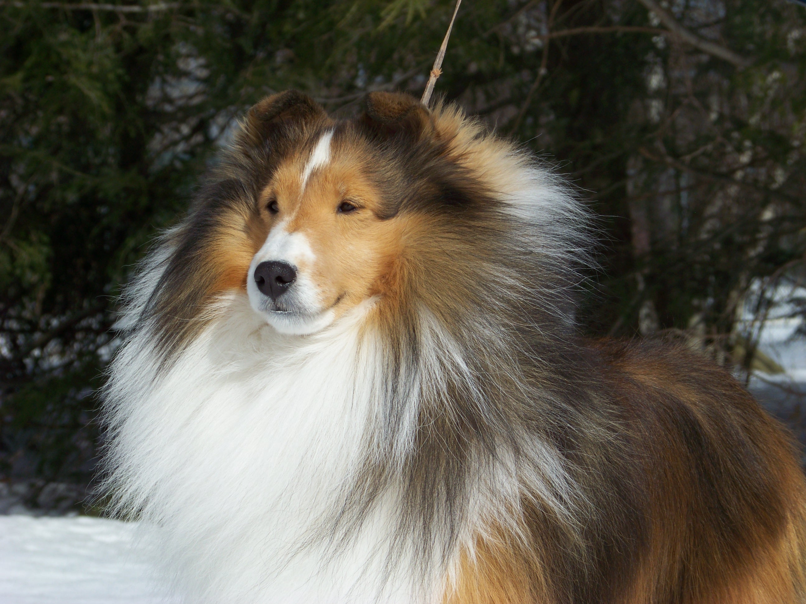 Am/Ca CH Rabbit Run Maritime as a mature dog, age 4