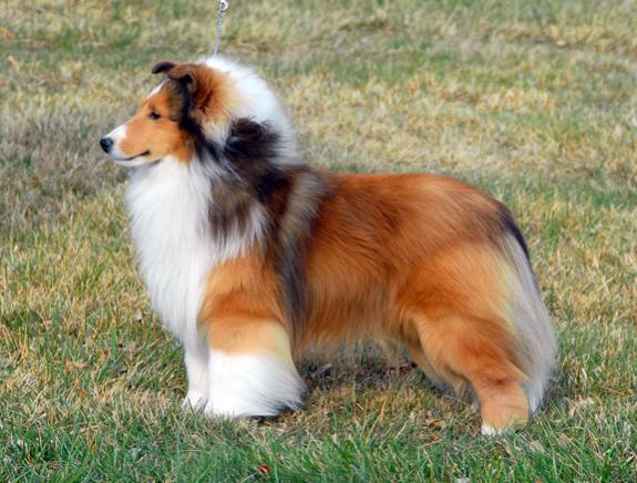 AM/CAN CH Rabbit Run Maritime (Robbie) at 18 months