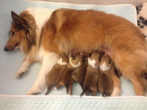 Amber with her 6 puppies