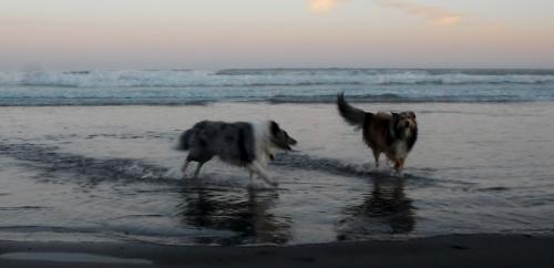 and more wave herding