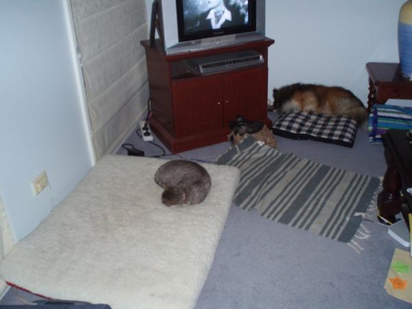 And Tully thinks she is the boss of the cat :) Yep, thats why the kitten gets the big bed and Tully sleeps on the cushion in the corner!