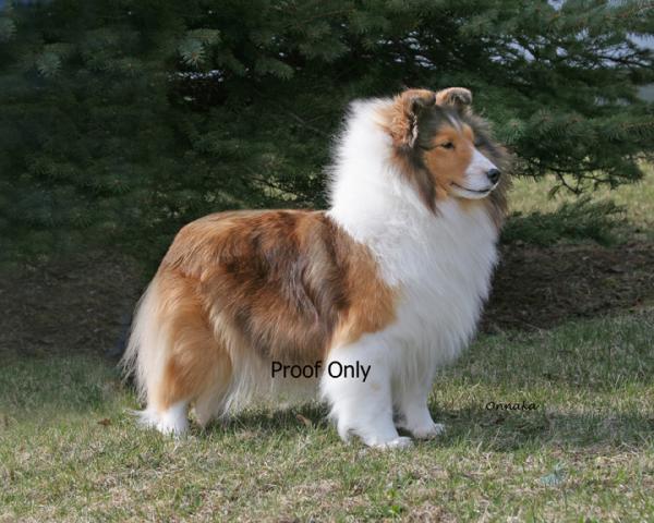 Annie, BISS AM/CA CH Shelhaven Rabbit Run Rhapsody, daughter of Markie.