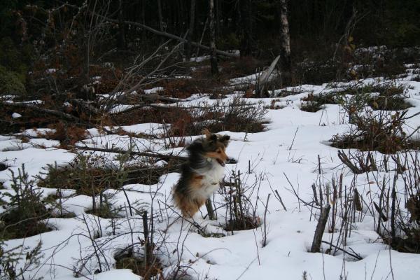another action shot of Squirto the 7lb mini-sheltie