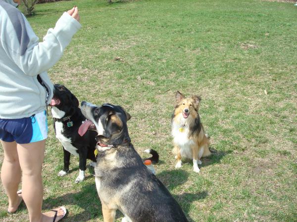 April 09 004
DogPark Grin