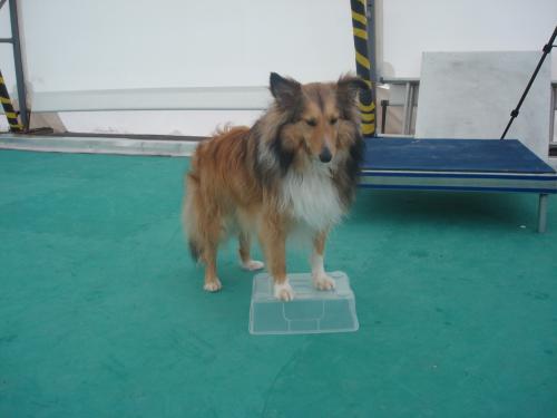 At handling seminar in March... Toffee is handler challenged, but patiently training :D