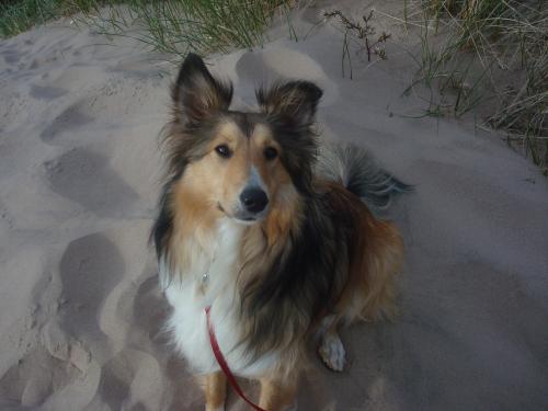 At the beach, BEFORE wave herding