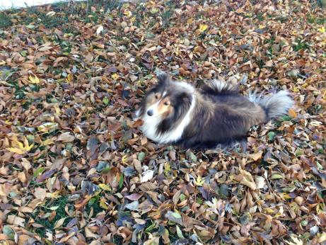 Autumn leaves.  Somebody's too lazy to rake.