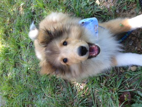 Baby Laddie - 17 weeks