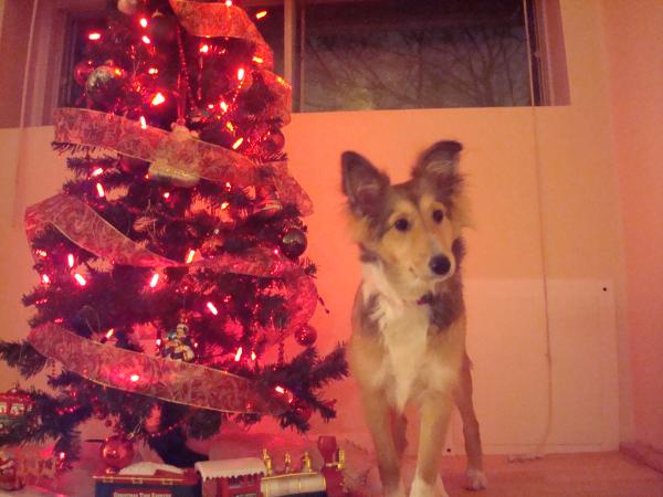 Baby Toffee first Christmas