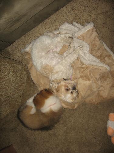 Babysitting Pyper...