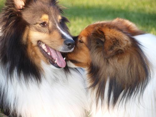 Bacca:  Let me smell you some more to see if you stink elswhere....ok?