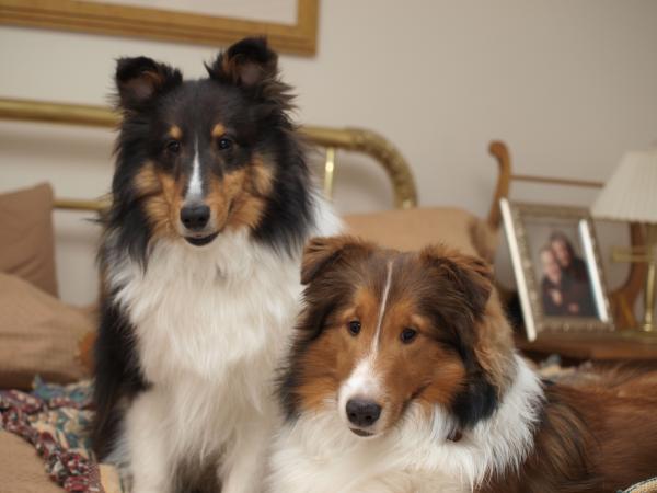 Bacca looks worried about something!  Could it be Indy is hovering just behind him.....?