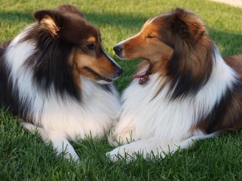 Bacca:  See?  Smell my breath!  It doesn't stink at all!