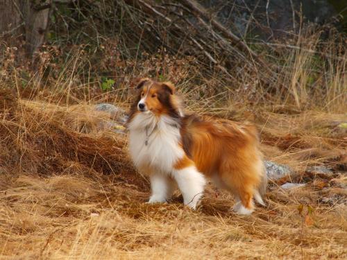 Bacca's next impersonation of the Lion King!