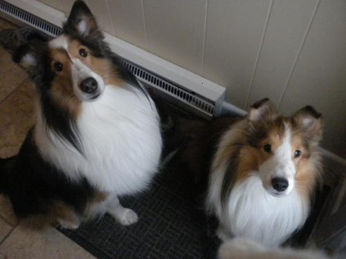 Bailey and Joey in their "sits" waiting patiently for me to open the door...