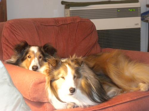 Bailey and Joey sharing the chair