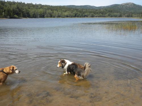 Bailey finds a friend to play with in the pond