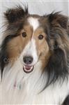 Bailey headshot