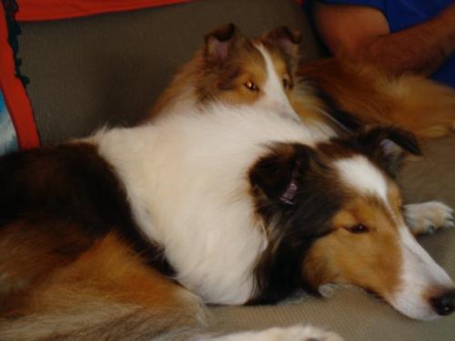 Bailey&Joey lounging