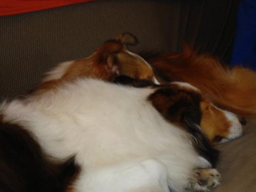Bailey&Joey lounging2