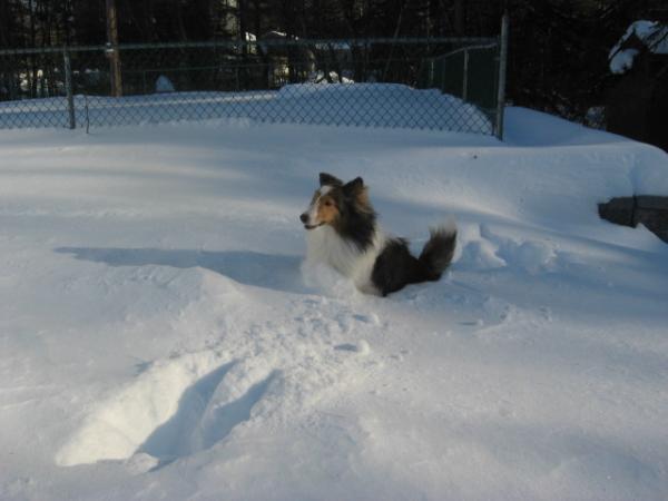 Bailey says, "Yikes!  I'm stuck!"