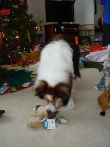 Bailey&squeakey duck