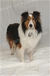 Bailey standing