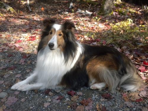 Bailey stopping for a pose