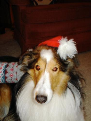 BaileyChristmas