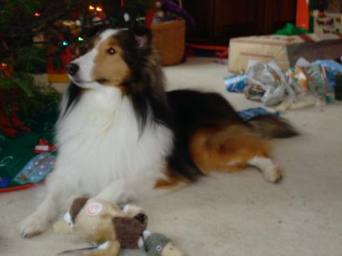 BaileyChristmas2