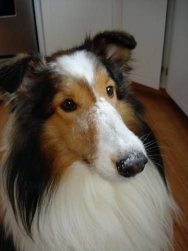 Baileyflourface