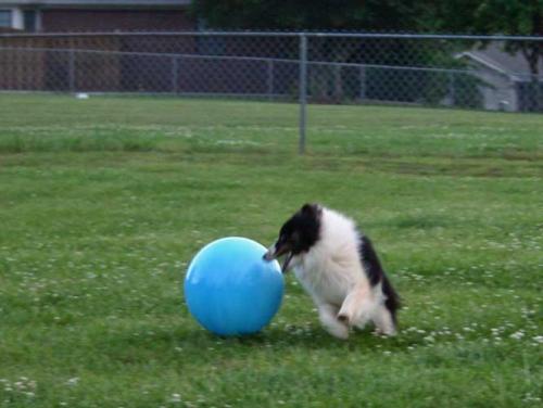 Ball herding is fun