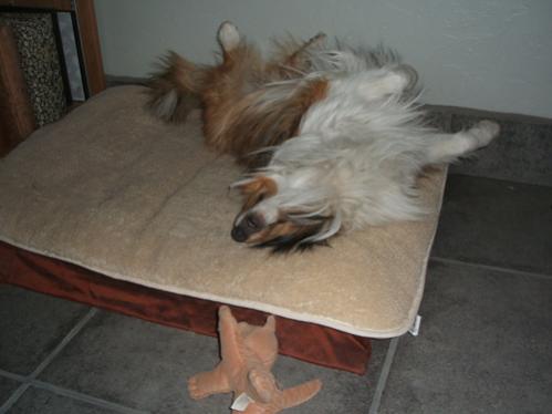 Bath day always has him sleeping upside-down. Who knows why?