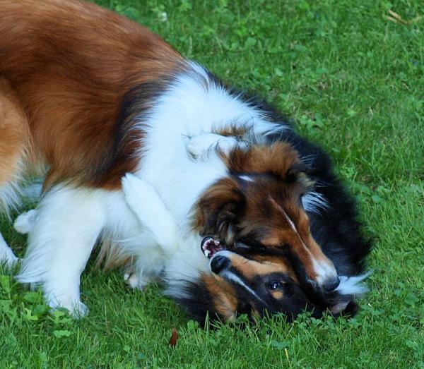 Beating the crap out of each other!