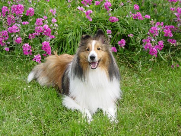 Beautiful Trevor.  The Sheltie that inspired Sheltie Nation & the Sheltie Forums.
