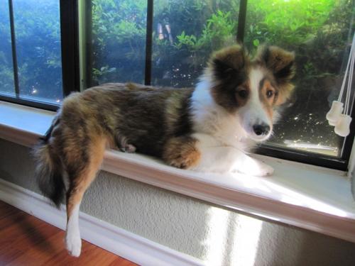 bella in the window