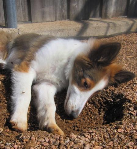Bella pretending not to dig