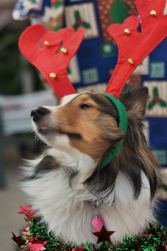 Bella says, "Ok I am gonna ham it up in this one cause i expect to be repaid twofold with Christmas loot."