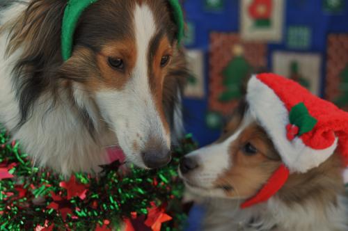Bella telling Dodger in a sweet gentle way, "yep baby boy welcome to living with crazy mommy lady with a camera"