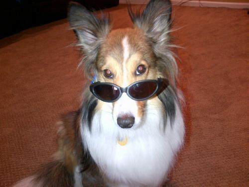 Bentley (aka "Hollywood") poses for a pic wearing his new shades. I think he's ready to walk the red carpet...lol