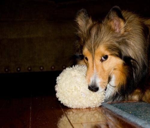 Bentley and HIS ball.

The only toy he truly loves!